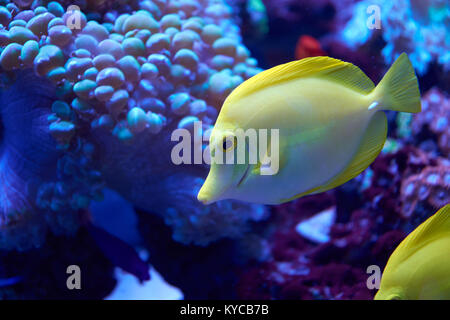 Yellow tang fish beside corals in aquarium Stock Photo