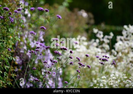 verbena bonariensis,tall, perennial ,purple ,flower ,flowers, mixed planting, prairie style, RM Floral Stock Photo