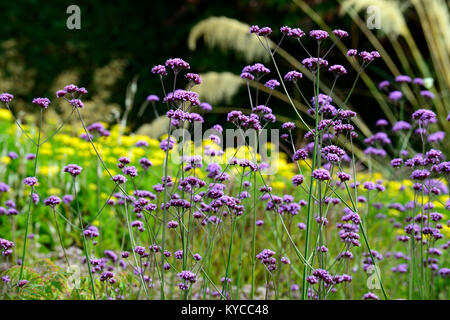 verbena bonariensis,tall, perennial ,purple ,flower ,flowers, mixed planting, prairie style, planting scheme,RM Floral Stock Photo