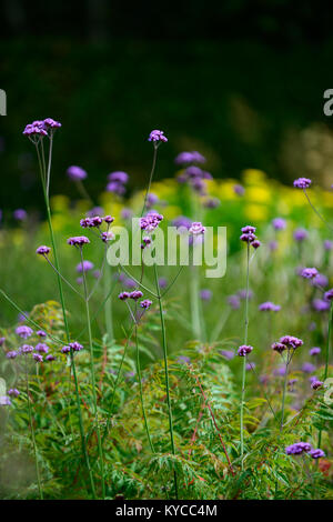 verbena bonariensis,drift,purple,flower,flowers,prairie planting,style,garden,gardens,RM Floral Stock Photo