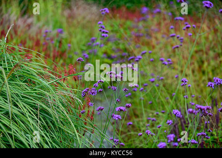 verbena bonariensis,drift,purple,flower,flowers,prairie planting,style,garden,gardens,grass,grasses,persicaria,RM Floral Stock Photo