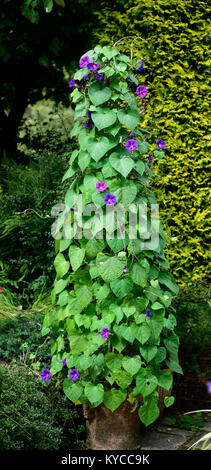 Ipomoea purpurea,common morning-glory,tall morning-glory,purple morning glory, flower,flowers,flowering,climber,climbing plant,support,supported,tripo Stock Photo