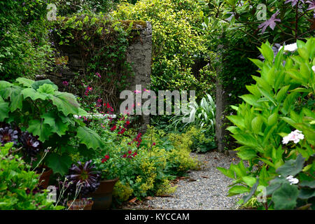 patio,entrance,pots,containers,roldana,salvia,anemone japonica,Astelia chathamica silver spear,mix,mixed,secluded,lush,summer,garden,gardening, Stock Photo