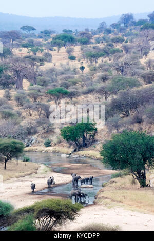 Elephant with baby drinking water in tanzania park river
