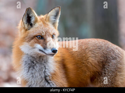 Closeup intimate portrait of a wild Red Fox Stock Photo