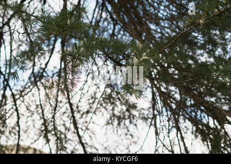 pine tree with small green cones in california, shallow focus Stock Photo