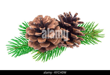 Branch of Christmas tree with pine cones isolated on white background Stock Photo