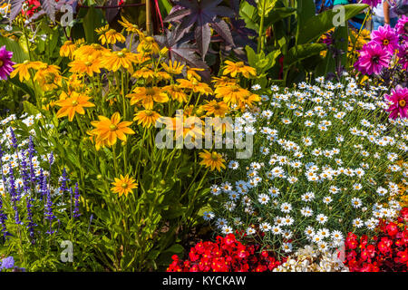 Multicolored summer flowers in Victoria known as the Garden City on Vancouver Island in British Columbia, Canada Stock Photo