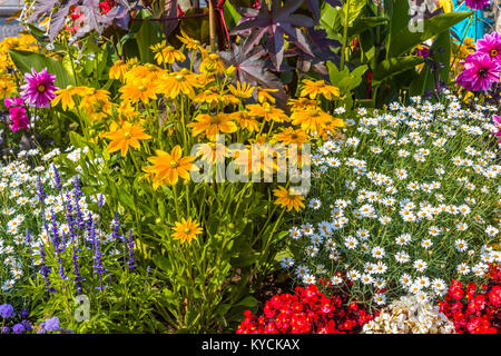 Multicolored summer flowers in Victoria known as the Garden City on Vancouver Island in British Columbia, Canada Stock Photo