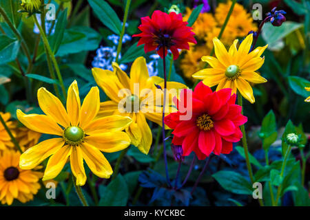 Multicolored summer flowers in Victoria known as the Garden City on Vancouver Island in British Columbia, Canada Stock Photo