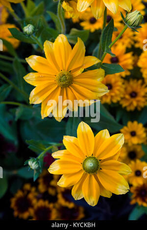 Multicolored summer flowers in Victoria known as the Garden City on Vancouver Island in British Columbia, Canada Stock Photo