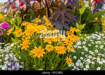 Multicolored summer flowers in Victoria known as the Garden City on Vancouver Island in British Columbia, Canada Stock Photo