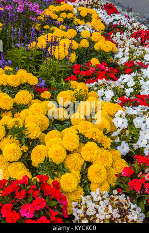 Multicolored summer flowers in Victoria known as the Garden City on Vancouver Island in British Columbia, Canada Stock Photo