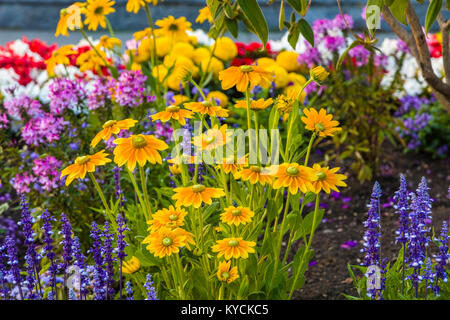 Multicolored summer flowers in Victoria known as the Garden City on Vancouver Island in British Columbia, Canada Stock Photo