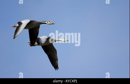 Two Bar headed Goose (Anser indicus) flying together in blue sky Stock Photo