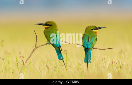 Two blue tailed bee eaters (Merops philippinus) perched on a little branch of a ground level tree looking for small insects Stock Photo