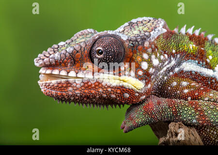 A colourful Panther Chameleon looking forward and about to strike with it's tounge.With Release. Stock Photo