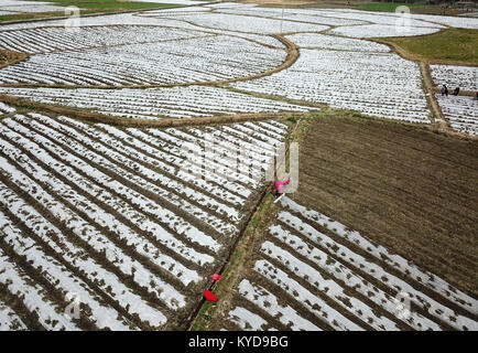 Qiandongnan, China's Guizhou Province. 14th Jan, 2018. Famers work in an edible mushroom field at Cenge Village in Nanming Township in Jianhe County, Qiandongnan Miao and Dong Autonomous Prefecture, southwest China's Guizhou Province, Jan. 14, 2018. Credit: Yang Wenbin/Xinhua/Alamy Live News Stock Photo