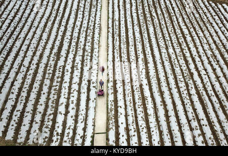 Qiandongnan, China's Guizhou Province. 14th Jan, 2018. Famers work in an edible mushroom field at Cenge Village in Nanming Township in Jianhe County, Qiandongnan Miao and Dong Autonomous Prefecture, southwest China's Guizhou Province, Jan. 14, 2018. Credit: Yang Wenbin/Xinhua/Alamy Live News Stock Photo