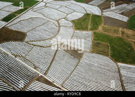 Qiandongnan, China's Guizhou Province. 14th Jan, 2018. Famers work in an edible mushroom field at Cenge Village in Nanming Township in Jianhe County, Qiandongnan Miao and Dong Autonomous Prefecture, southwest China's Guizhou Province, Jan. 14, 2018. Credit: Yang Wenbin/Xinhua/Alamy Live News Stock Photo