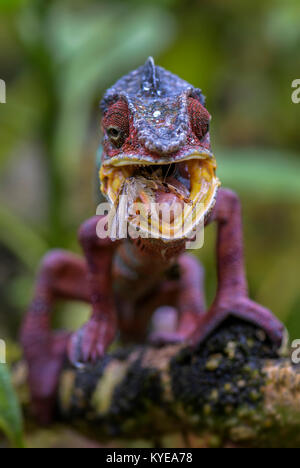 Panther Chameleon - Furcifer pardalis, Madagascar Stock Photo