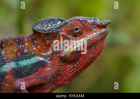 Panther Chameleon - Furcifer pardalis, Madagascar Stock Photo
