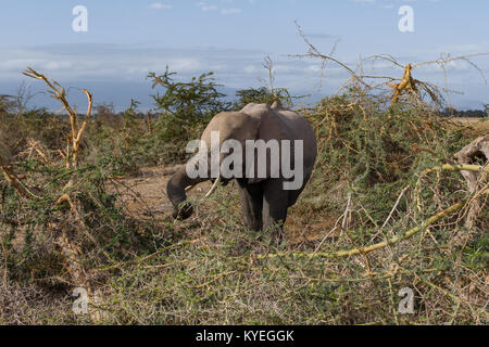 Female elephant looking for food (bush with thorn) during very dry season in dusty desert, October 2017, Amboseli National Park, Kenya, Africa Stock Photo