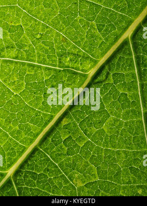 Close-up of a backlit green leaf Stock Photo