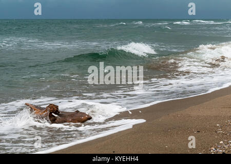 Beached tree trunk on the shore in the winter season, San Rossore, Pisa, Tuscany, Italy Stock Photo