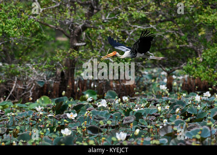 Painted Stork - Mycteria leucocephala, Sri Lanka lakes Stock Photo