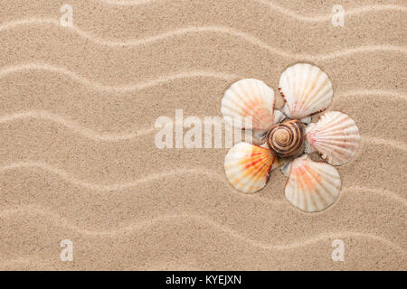 Conceptual daisy made of seashells lying on the dunes . View from above Stock Photo
