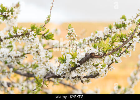 Yellow plum tree branches covered in white blossoms in early spring Stock Photo