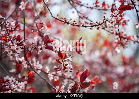 Branches covered in delicate white cherry blossoms with red leaves in early spring Stock Photo