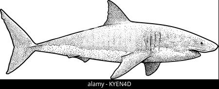 Great white shark illustration, drawing, engraving, ink, line art, vector Stock Vector