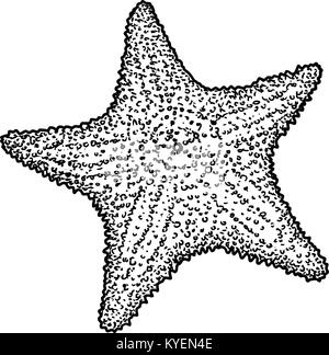 Starfish illustration, drawing, engraving, ink, line art, vector Stock Vector