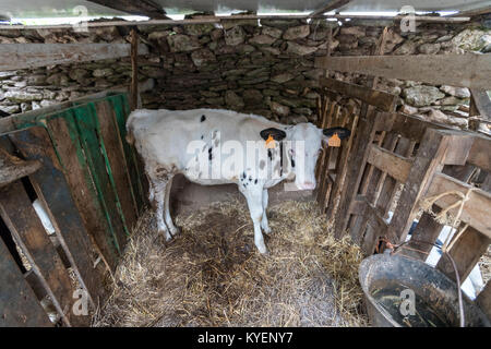 Tagged and isolated calf in a dairy cows farm in the rural village of Rios, Paradela, Lugo Province, Galicia, Spain Stock Photo