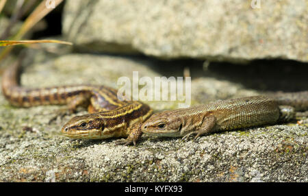Male and Female common/viviparous lizards basking together on a stone wall in the pennines northern England. Stock Photo