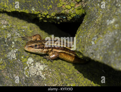Gravid female common/viviparous lizard Zootoca vivipara northern England Pennines.