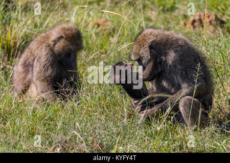 Cute  baby baboon hanging on its mother, family of mokeys is playing, October 2017 Nakuru national park, Kenya, Africa Stock Photo