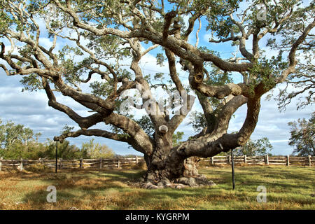 'Big Tree'  Virginia Live Oak tree  'Quercus virginiana', in access of 1000 years old. Stock Photo