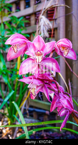 Winter Orchid Cymbidium in pink tones. Stock Photo