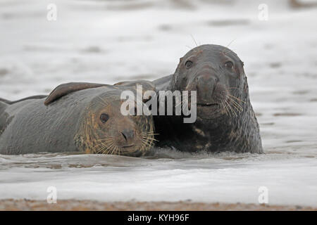 Grey Seals mating on the North Norfolk coast in winter Stock Photo