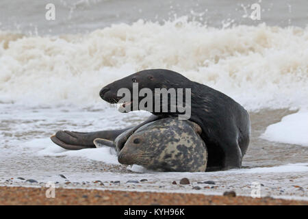 Grey Seals mating on the North Norfolk coast in winter Stock Photo