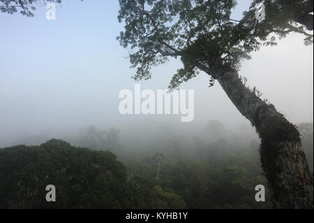 Morning mist rises over the Amazon rain forest viewed from a tree-top platform in the Napo Wildlife Centre. Yasuni National Park, Amazon, Ecuador. Stock Photo