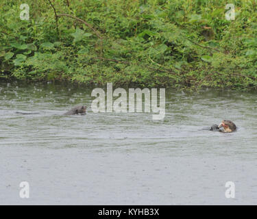 An adult giant otter or giant river otter (Pteronura brasiliensis) with a fish resists a juvenile otter who wants a share.  The otters are leaving the Stock Photo