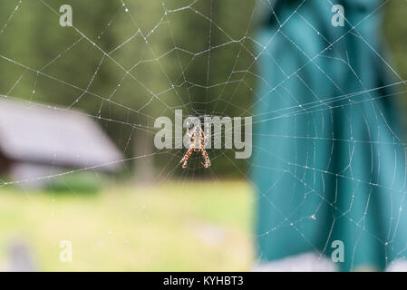 Closeup of a garden spider in her spider web Stock Photo