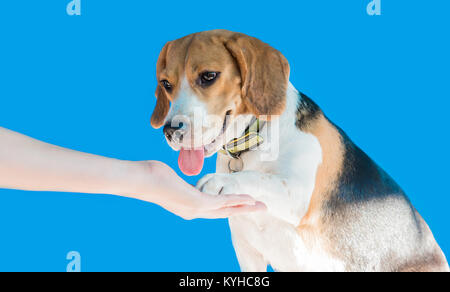 Beagle gives a girl the paw, Shake hands with puppy dog on blue background with copy space for text Stock Photo