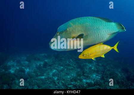 A large Napoleon wrasse swimming over a reef accompanied by a golden trevally – they hunt smaller fish together, in Misool, Raja Ampat, Indonesia. Stock Photo