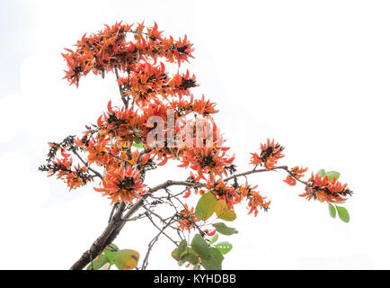 Butea monosperma is a species of Butea native to tropical and sub-tropical parts of the Indian Subcontinent and Southeast Asia, ranging across India,  Stock Photo