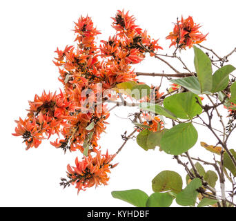 Butea monosperma is a species of Butea native to tropical and sub-tropical parts of the Indian Subcontinent and Southeast Asia, ranging across India,  Stock Photo